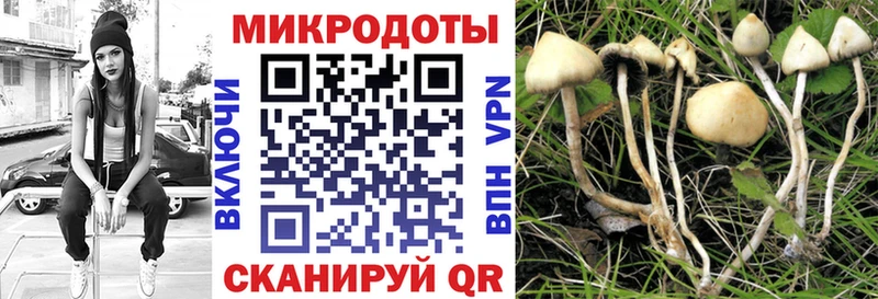 хочу   Майкоп  Псилоцибиновые грибы GOLDEN TEACHER 